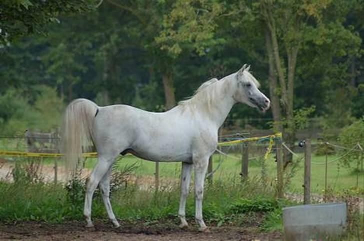 Anden særlig race Happy dane solgt - Happy´s far = bolero han er så dejlig. billede 15