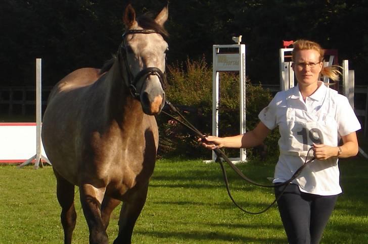 Shagya Araber (SH) Evita - Velkommen hos Evita billede 1