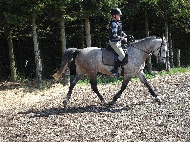 Shagya Araber (SH) Evita - Maj 2011 billede 2