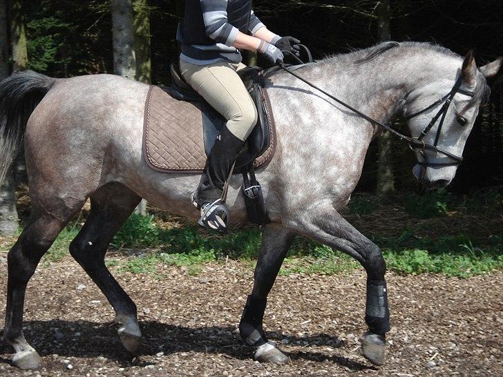 Shagya Araber (SH) Evita - Maj 2011 billede 3