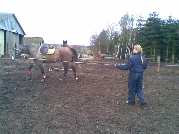 Shagya Araber (SH) Evita - Første dag med udstyr på marts 2009 billede 4