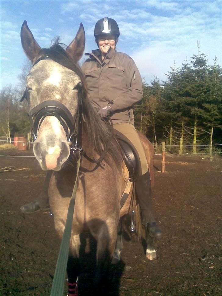 Shagya Araber (SH) Evita - Så har jeg fået Mette på ryggen, det er ok billede 5