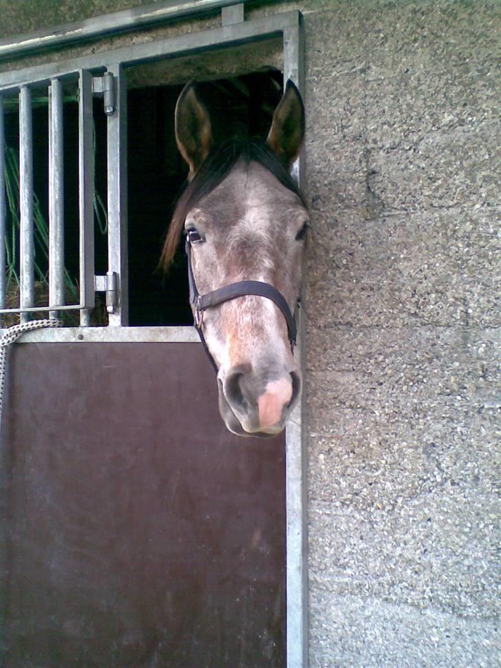 Shagya Araber (SH) Evita - Her er mit værelse billede 6