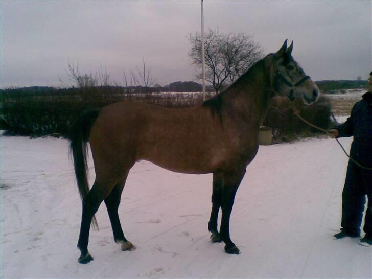 Shagya Araber (SH) Evita - sådan ser jeg ud nu, Febuar 2009 billede 7