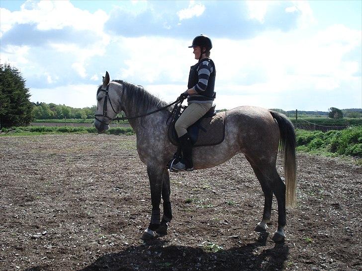 Shagya Araber (SH) Evita - Maj 2011 billede 8