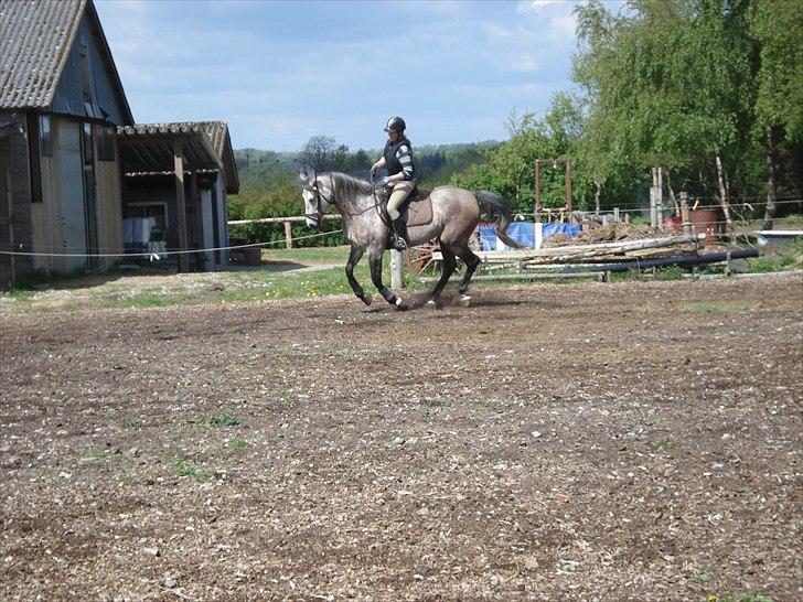 Shagya Araber (SH) Evita - Maj 2011 billede 9