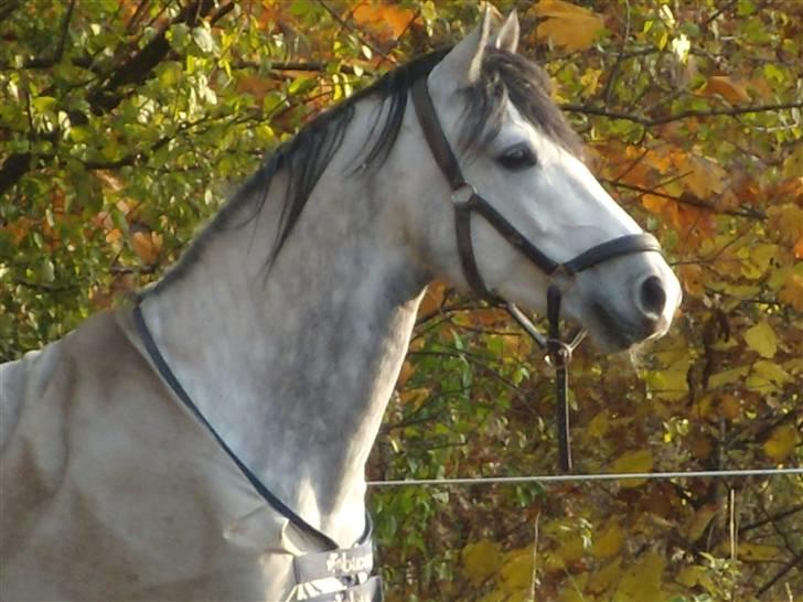 Shagya Araber (SH) Konjak d.b. Gazlan - Velkommen til konjak´s profil(: billede 1