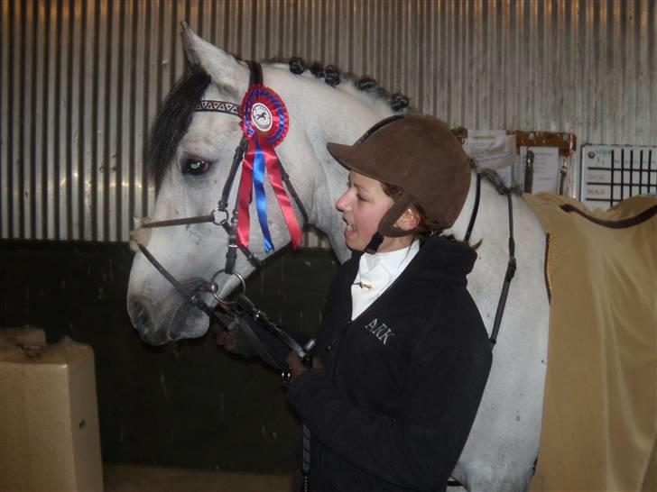 Shagya Araber (SH) Konjak d.b. Gazlan - jae, bare lad ær med at kigge på mig tak(: billede 4