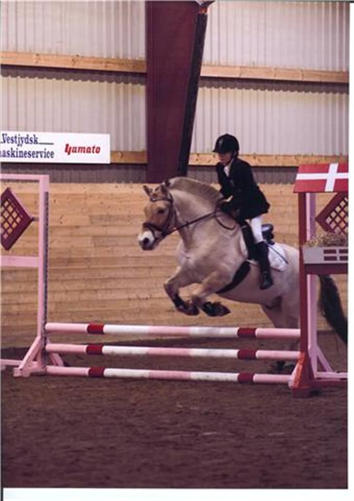 Fjordhest Milo *SOLGT* billede 6