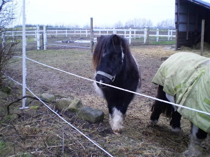 Shetlænder Elliot billede 1