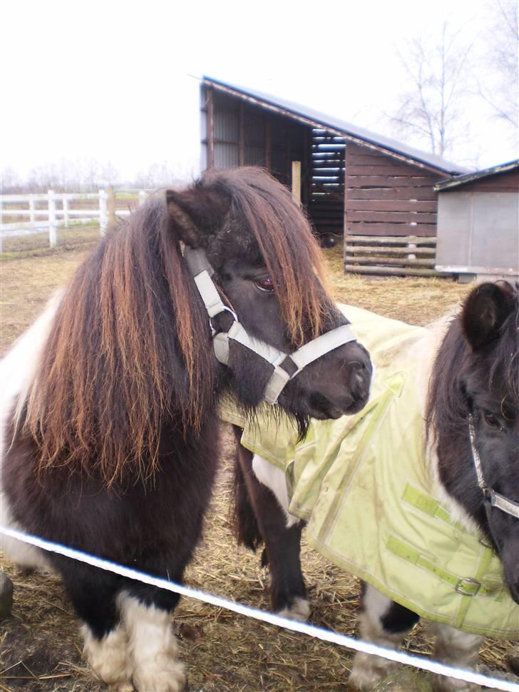 Shetlænder Elliot billede 2