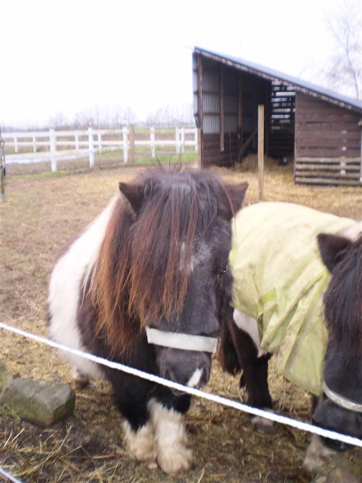 Shetlænder Elliot billede 3