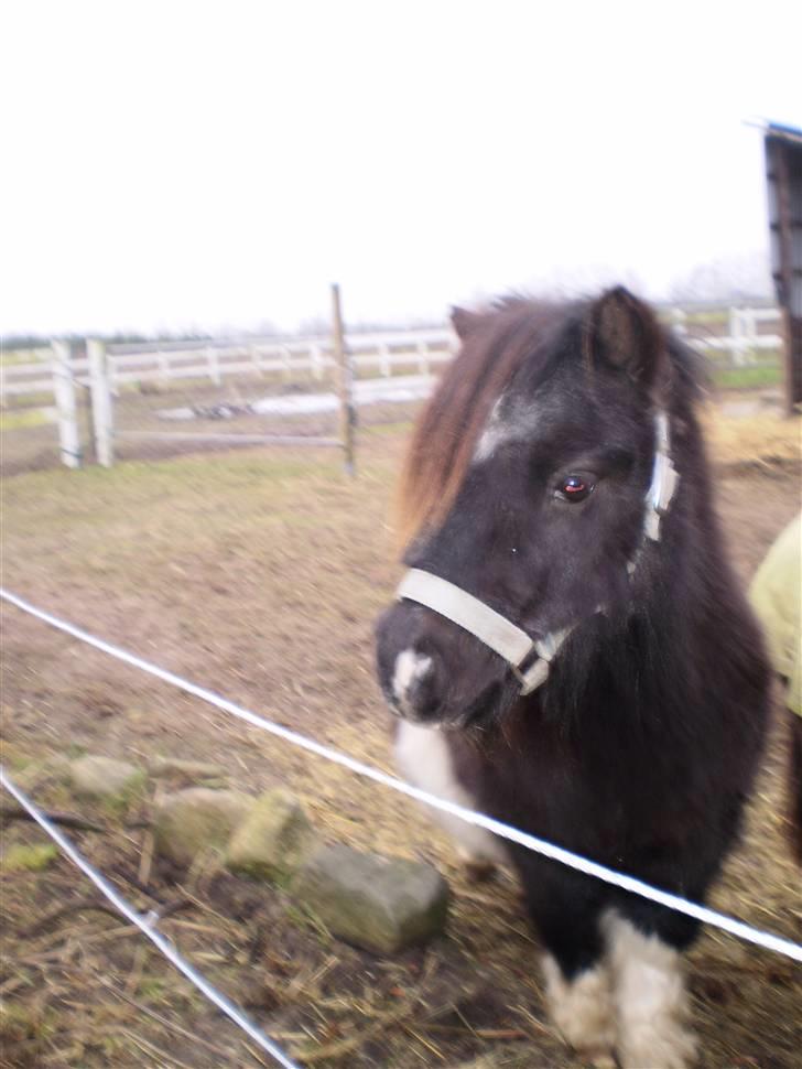 Shetlænder Elliot billede 4