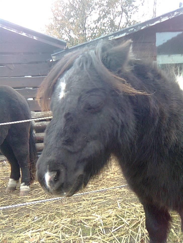 Shetlænder Elliot billede 5