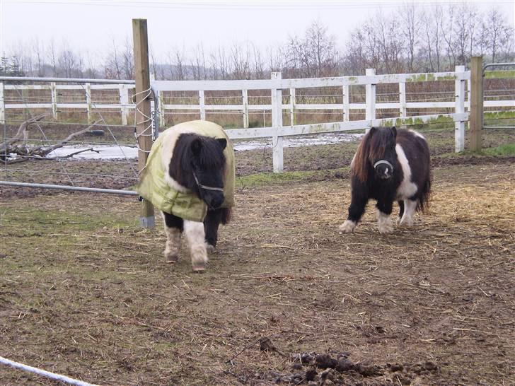 Shetlænder Elliot billede 6