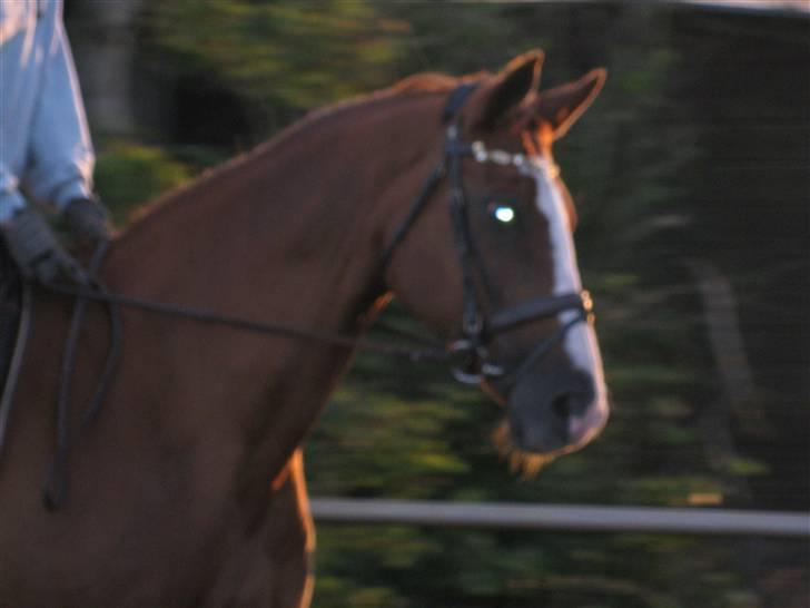 Dansk Varmblod Mutti Krogager - Her er jeg så... Med mit smukke hoved billede 1