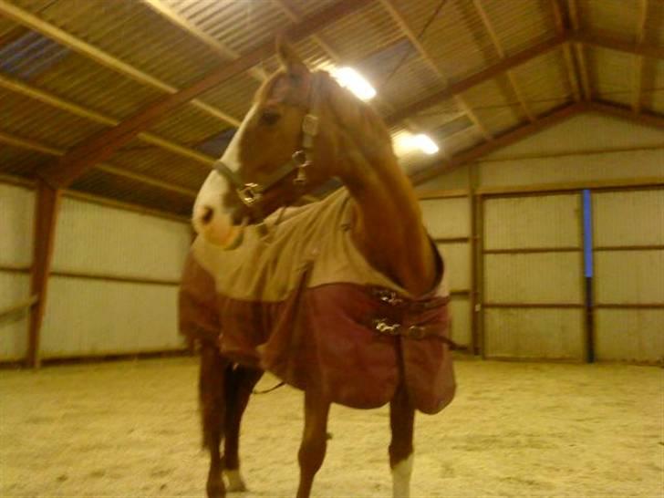 Dansk Varmblod Mutti Krogager - Første gang jeg var ovre i hallen. Det var meget spændende derovre. billede 2