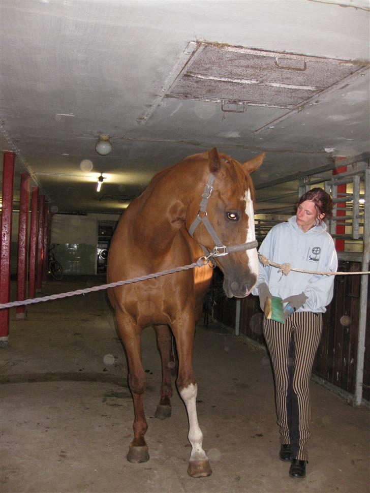 Dansk Varmblod Mutti Krogager billede 3