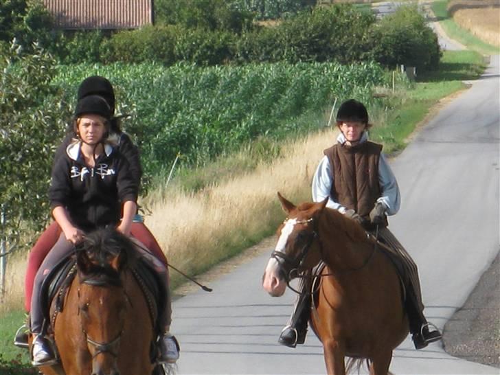 Dansk Varmblod Mutti Krogager - På tur da vi var på ferie hos Sofie og Felina billede 4