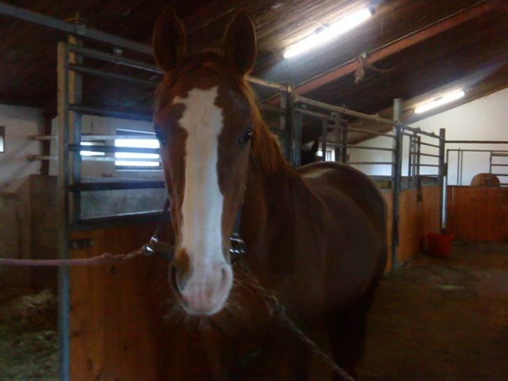Dansk Varmblod Mutti Krogager - Inde i stalden hvor jeg snart er træt af at stå som fotomodel. billede 6