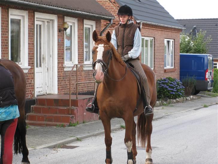 Dansk Varmblod Mutti Krogager billede 7