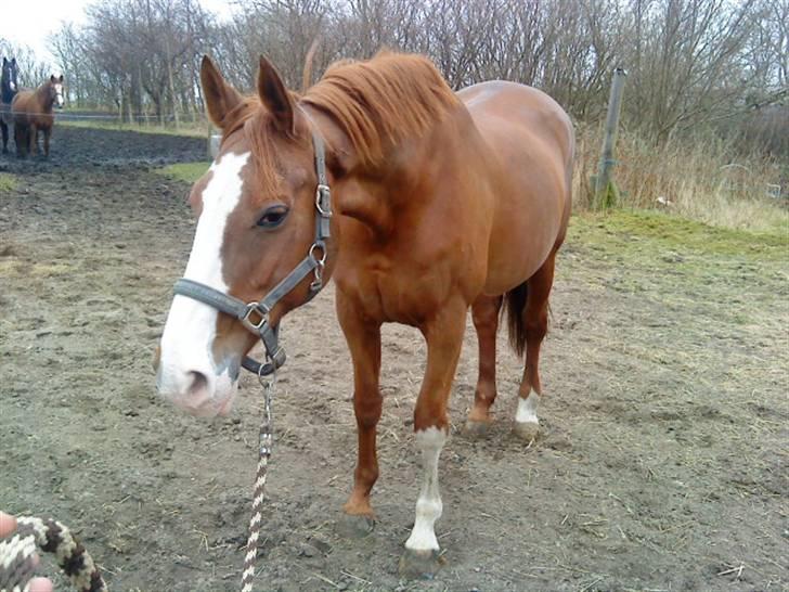 Dansk Varmblod Mutti Krogager - Dejlig at komme ud og over i hallen unden dækken... Nu skal der rulles. billede 8
