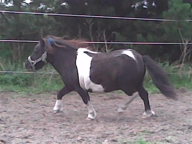 Shetlænder Elliot billede 7