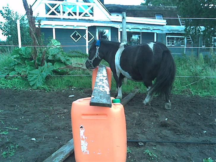 Shetlænder Elliot billede 8