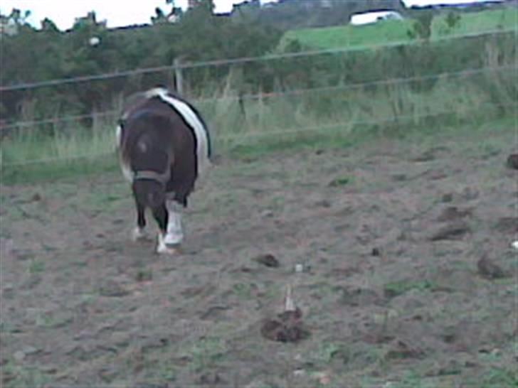 Shetlænder Elliot billede 9