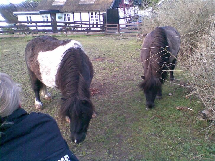 Shetlænder Elliot - Elliot og hans afdøde søn billede 10
