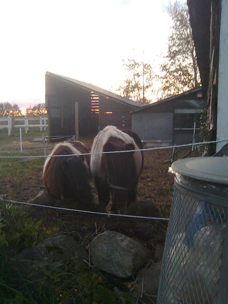 Shetlænder Elliot - Elliot den mindste og gertrud vores ældre shetlænder den største billede 11