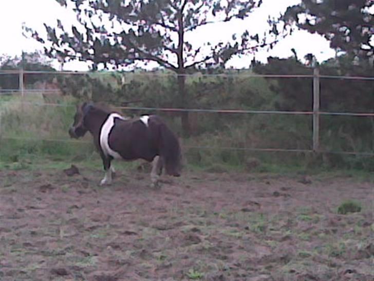 Shetlænder Elliot billede 12