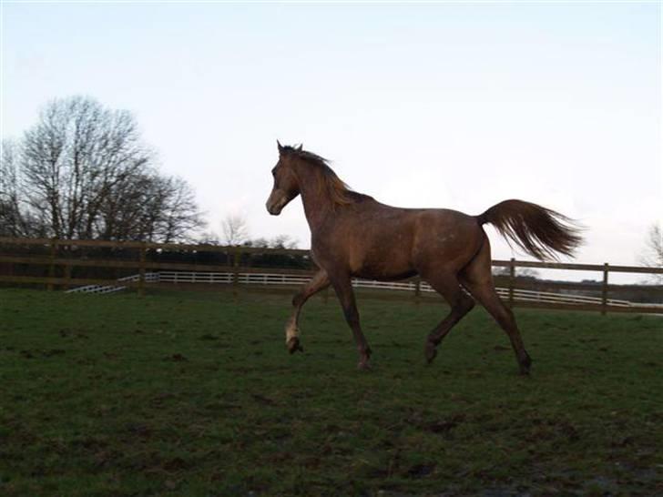 Arabisk fuldblod (OX) CA Ori billede 6