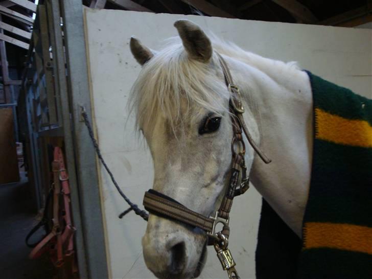 Welsh Pony af Cob-type (sec C) Korreborgs hero solgt - hov hvad skerr her:) billede 13