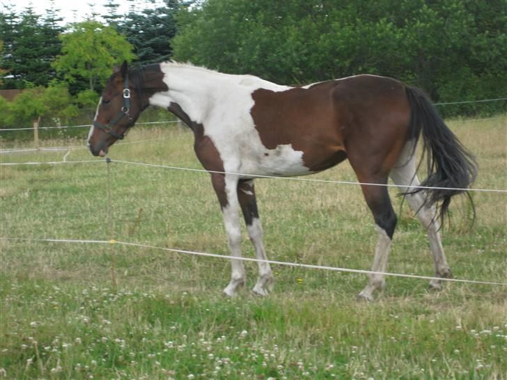 Pinto Sandra  - Uhh hegn:)<3 billede 13