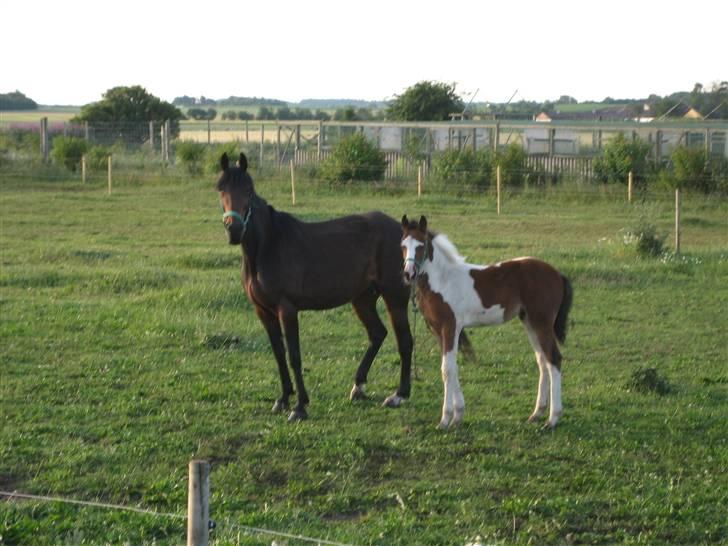 Pinto Sandra  - år 2006 sandra med sin mor. billede 14