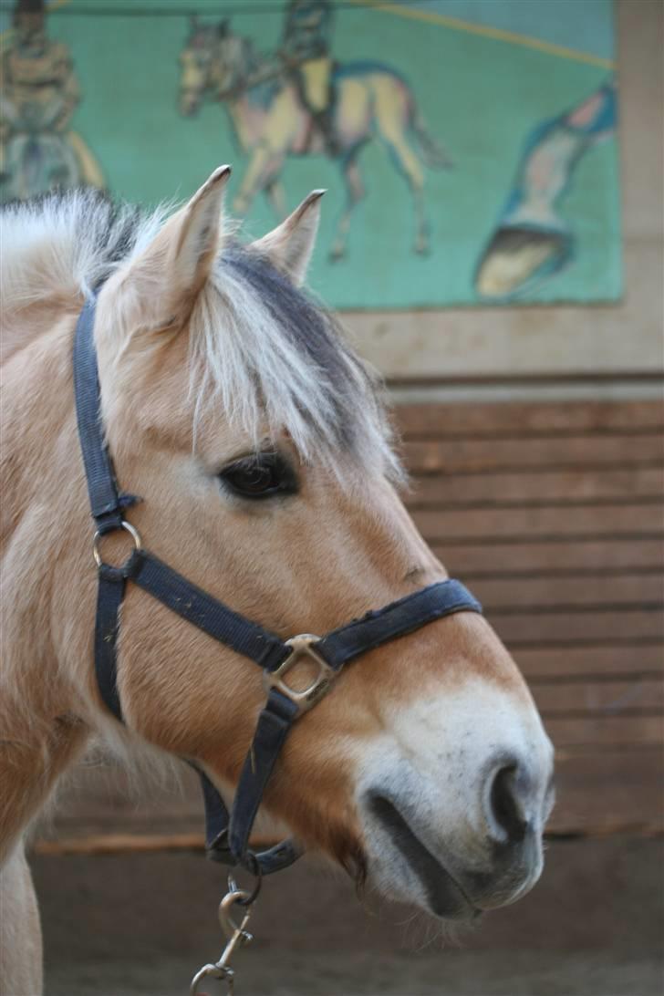 Fjordhest Buller - Buller på riderskolen billede 1