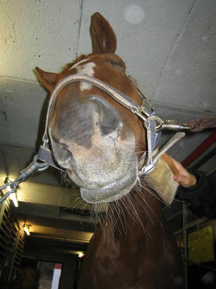 Fuldblod (XX) MINI DANCER *RIP* - Aaaah, liqe der . billede 8