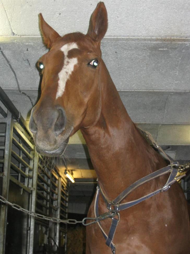 Fuldblod (XX) MINI DANCER *RIP* - Hvad laver du ? :s billede 9