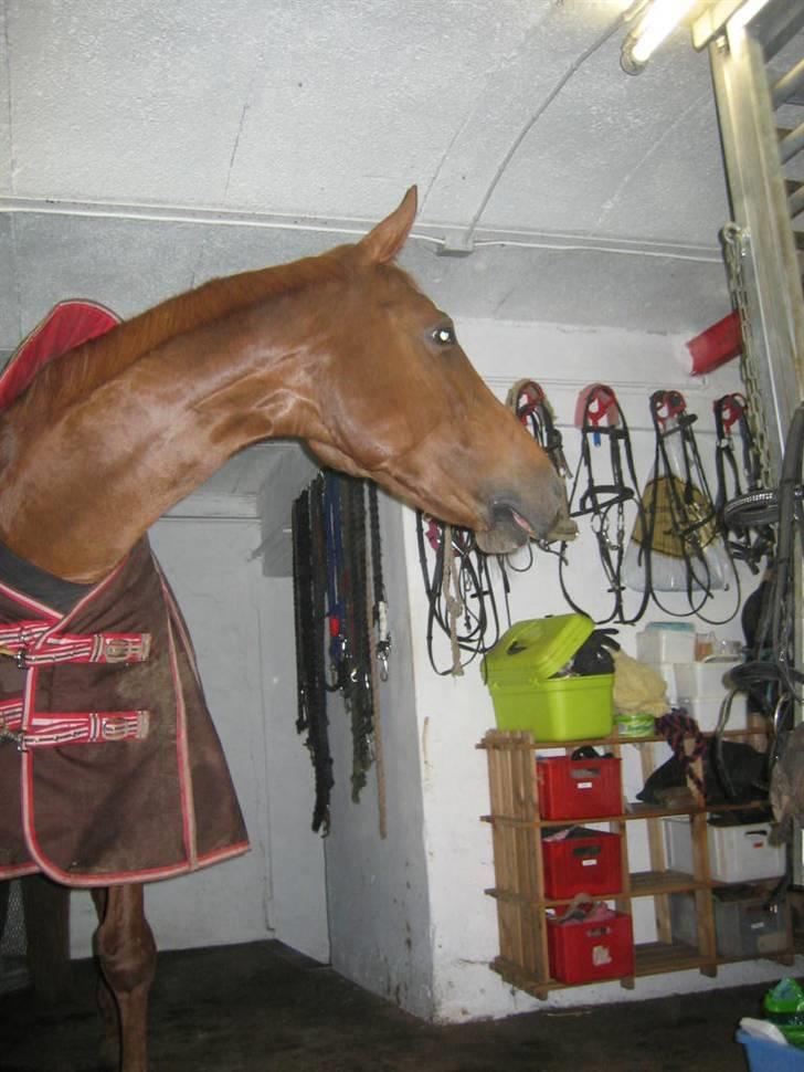 Fuldblod (XX) MINI DANCER *RIP* - Mmmmh mad. billede 10