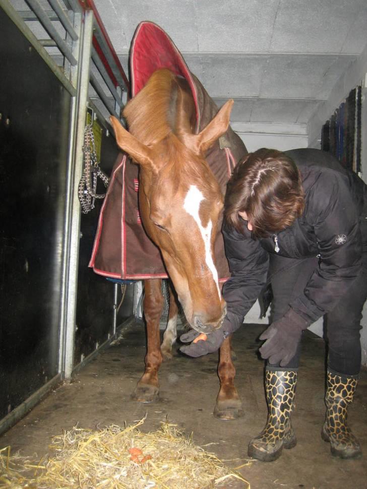 Fuldblod (XX) MINI DANCER *RIP* - Mere mad, qi qi qi qi. billede 11