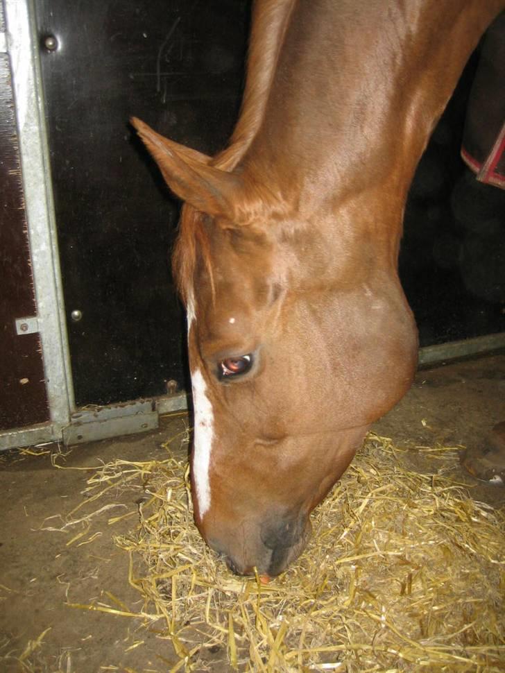 Fuldblod (XX) MINI DANCER *RIP* - Mini elsker mad :b billede 12