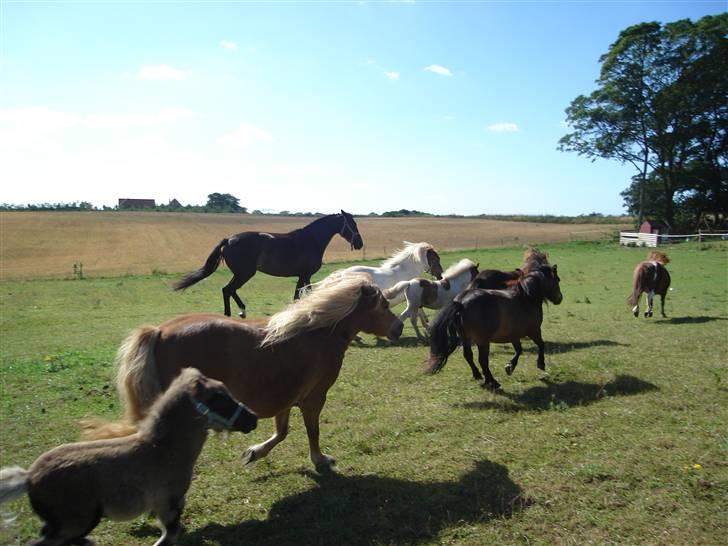 Shetlænder romy van shilling billede 14