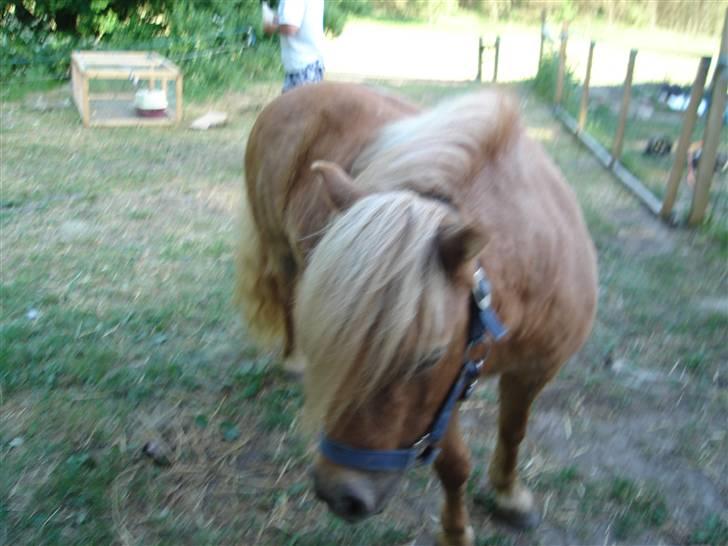 Shetlænder romy van shilling billede 15