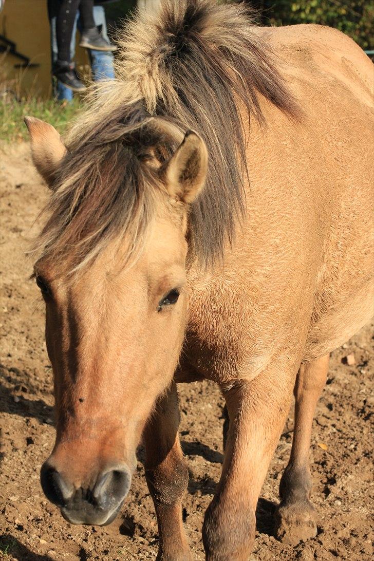 Fjordhest Chila <3 RIP <3 - Smuk det er hun sku. :D billede 4