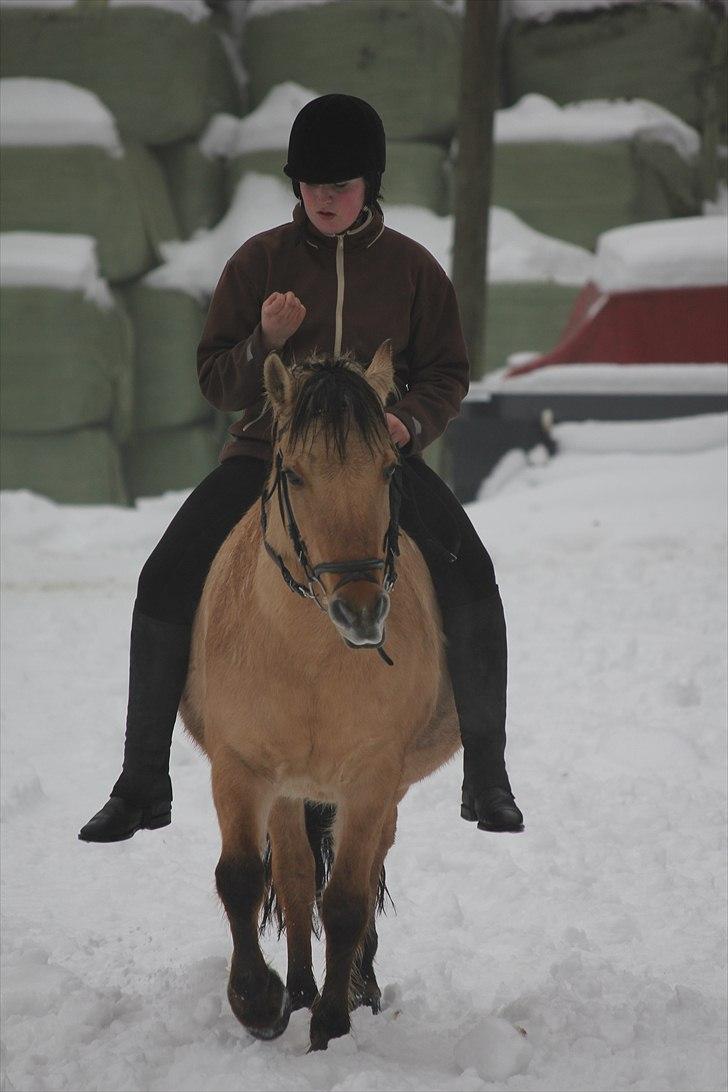 Fjordhest Chila <3 RIP <3 - dejlige tøs billede 5