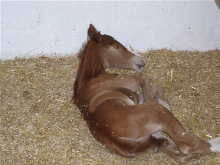 Frederiksborg magic star - Godnat, jeg er træt efter en lang dag billede 2