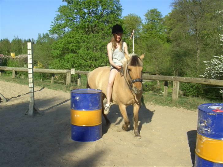 Fjordhest Chila <3 RIP <3 - Sanne og chila billede 12