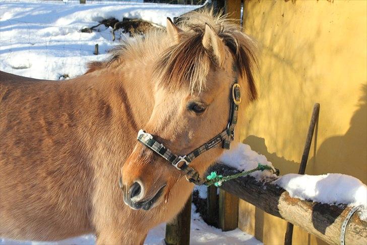 Fjordhest Chila <3 RIP <3 - Hun er skøn hele vejen igennem billede 13