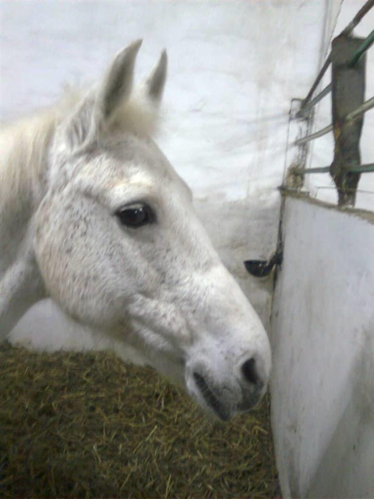 Anden særlig race julle  billede 10